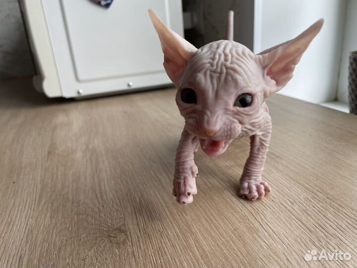 Донской сфинкс девочка