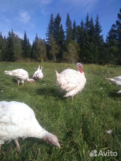 Домашнее мясо индейки