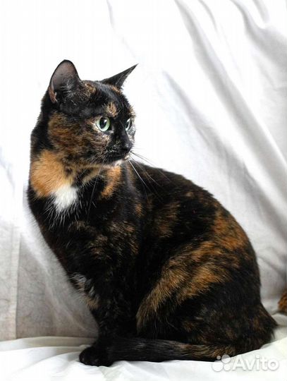 Кошка в дар