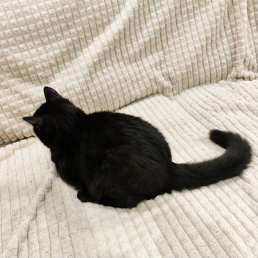 Мэнкс котёнок