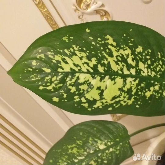 Диффенбахия