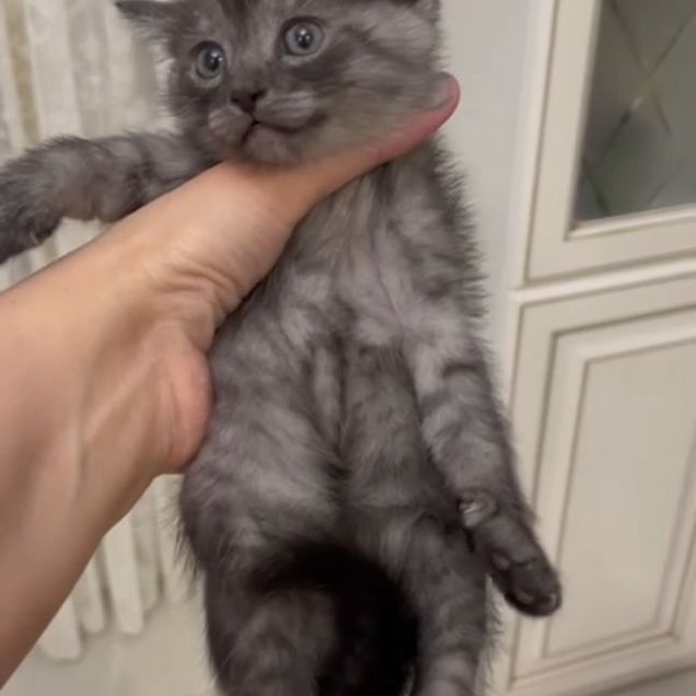 Котёнок в добрые руки