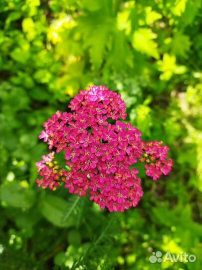 Многолетние цветы