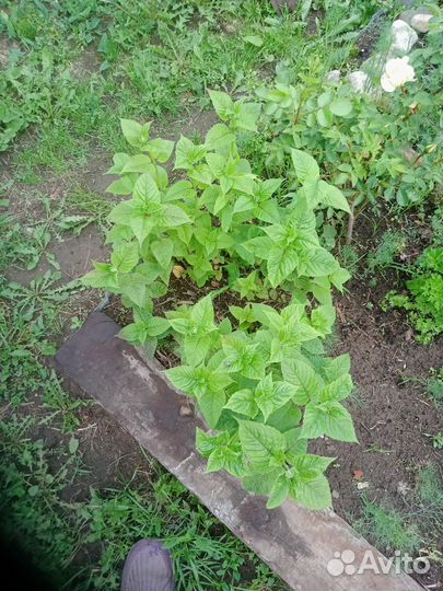 Айва японская+ плоды