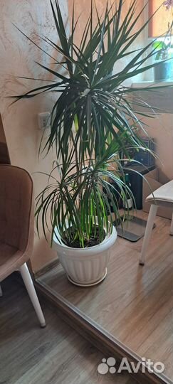 Пальма драцена