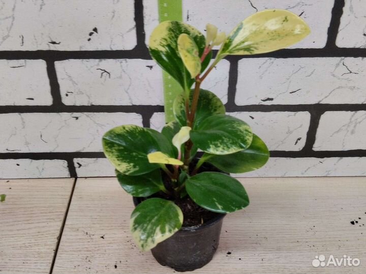 Пеперомия клузиелистная