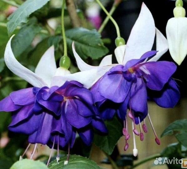 Фуксия сортовая махровая