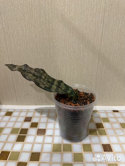 Сансевиерия