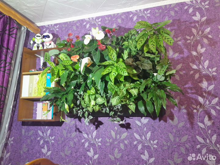 Фитостены из живых растений