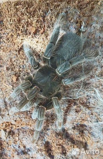 Паук птицеед