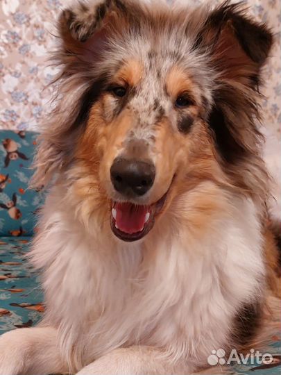 Консультация зоопсихолога