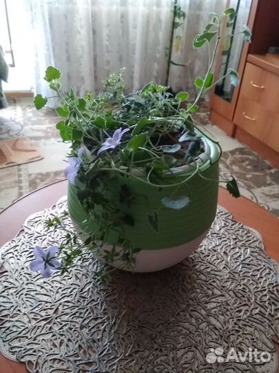 Цветы жених и невеста