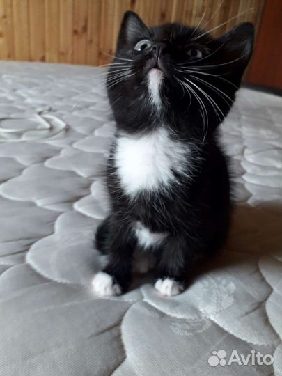 Отдам котенка в добрые руки