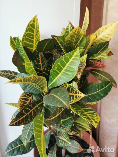 Кодиеум кротон