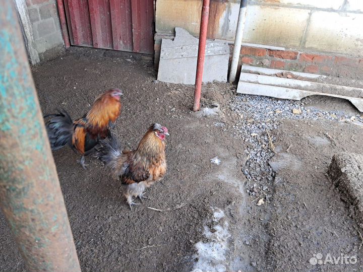 Продам декоративных(маленьких)петушков