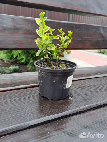 Бересклет Форчуна Эмеральд Голд