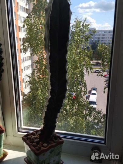 Кактусы редкие