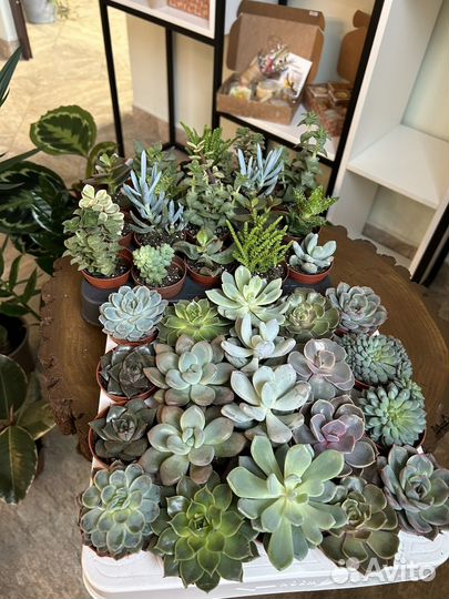 Комнатные цветы