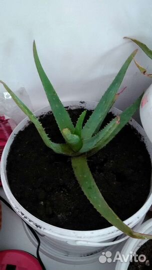 Алоэ лечебный