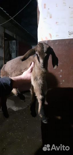 Продам коз и козлят