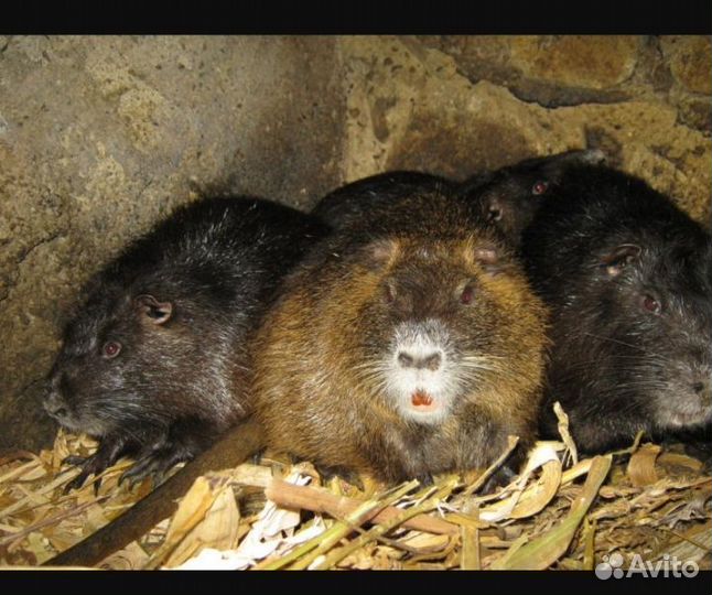 Мясо нутрии