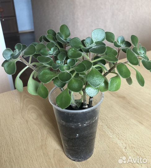 Аихризон дерево любви