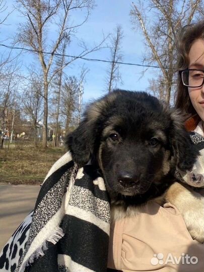 Щеночек в добрые руки