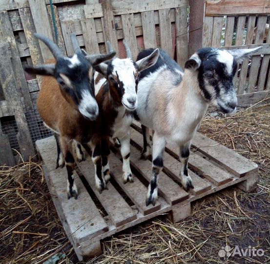 Козы и козлята