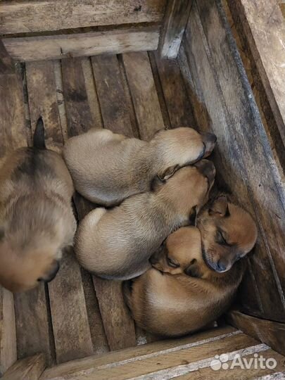 Собака в добрые руки