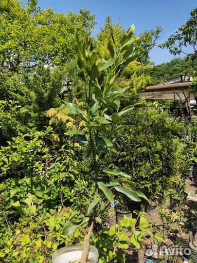 Кумкват, апельсин, мандарин, лимон