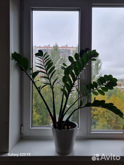 Замиокулькас цветок в горшке