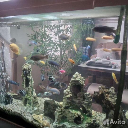 Аквариум