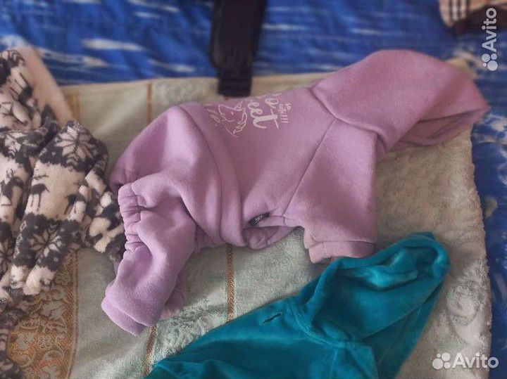 Вещи для собаки