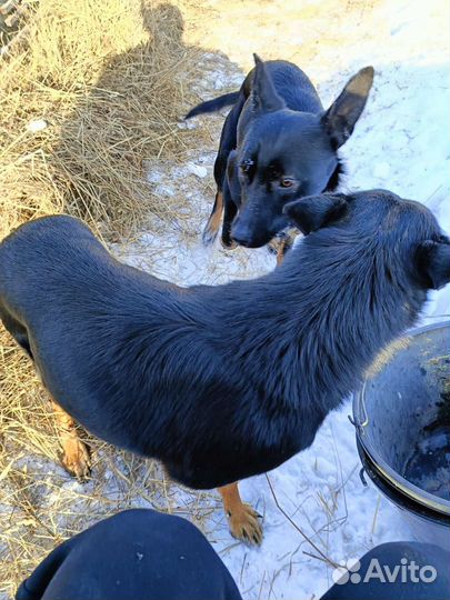 Австралийский келпи