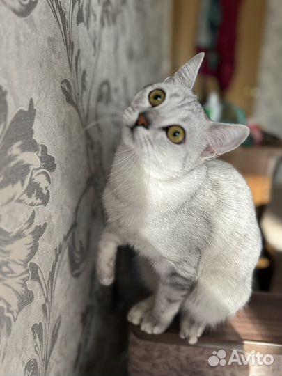 Британский