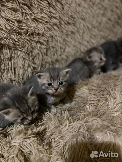 Кошки