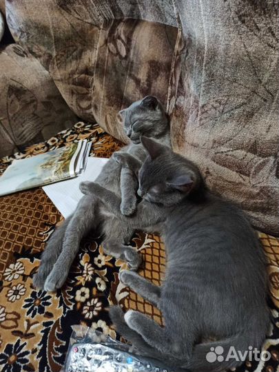 Котейки в дар