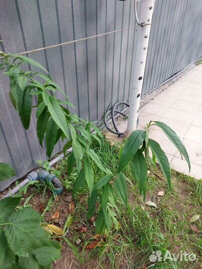 Саженцы персика