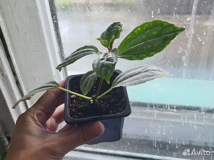 Пилея Кадье или серебристая комнатные растения