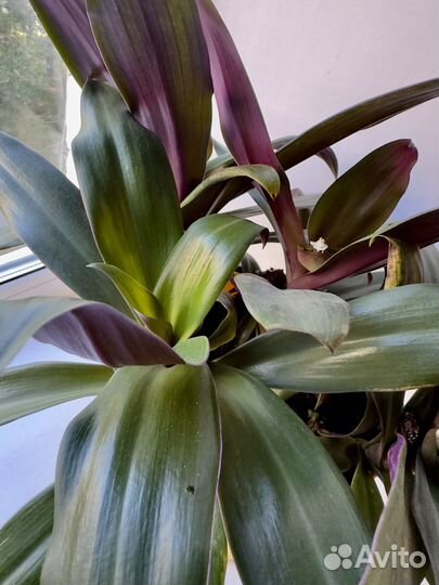 Традесканция рео