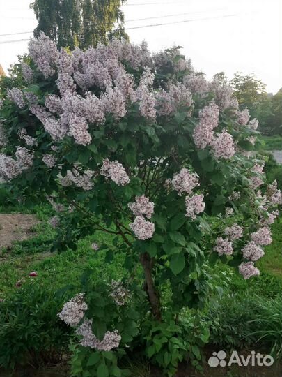 Декоративные кустарники