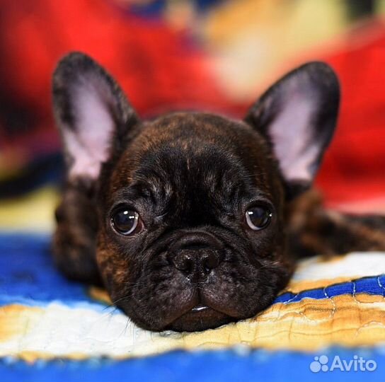 Французский бульдог щенки РКФ