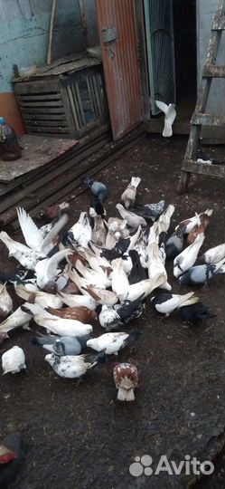 Продам голубей