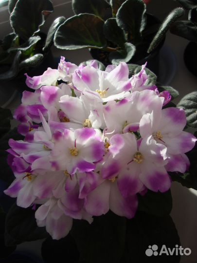 Фиалки сортовые