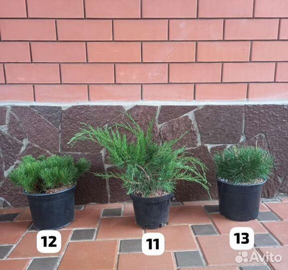 Можжевельники