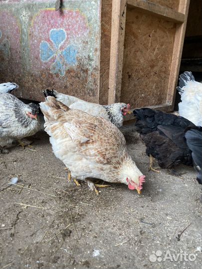 Домашние куры