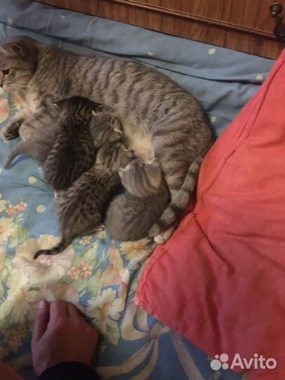 Британский кот