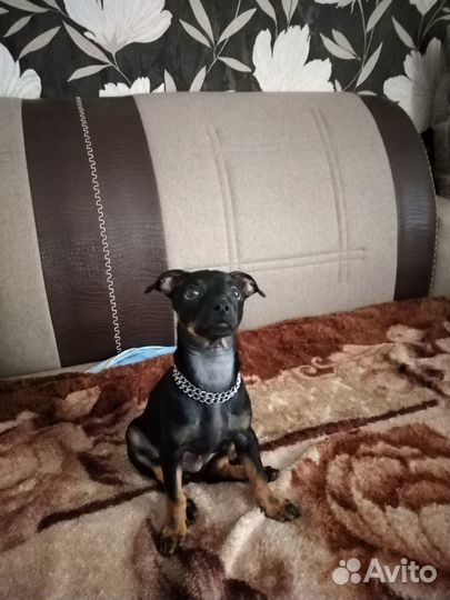 Случка собак