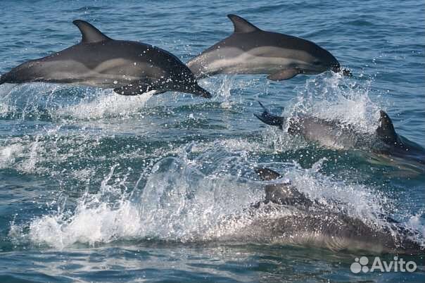 Морская прогулка 