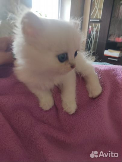 Малышка ищет семью